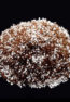 PI-Cocco-perlite-web_6602_37835_t.jpg