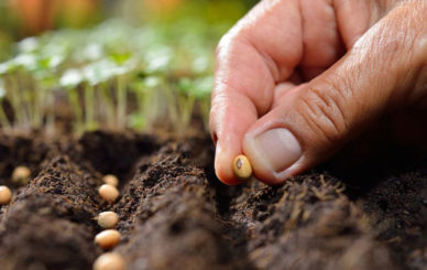 Come-Facilitare-Germinazione-Semi-Cannabis-1