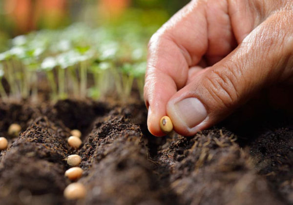 Come-Facilitare-Germinazione-Semi-Cannabis-1