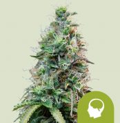 amnesia-haze-automatic