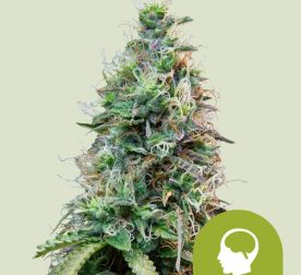 amnesia-haze-automatic