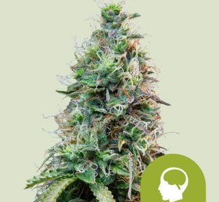 amnesia-haze-automatic