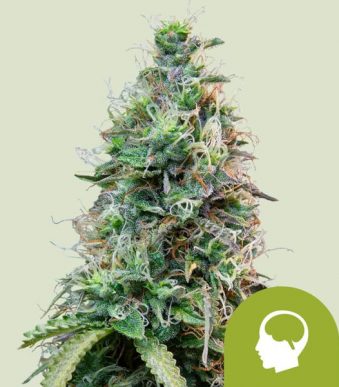 amnesia-haze-automatic