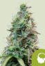 amnesia-haze-automatic
