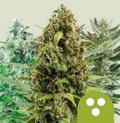 autoflowering-mix