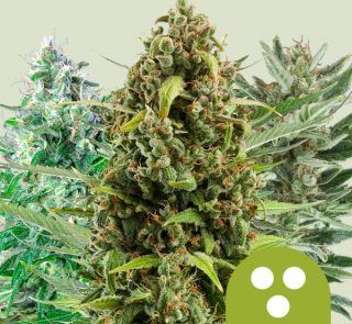 autoflowering-mix