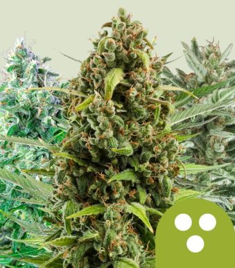 autoflowering-mix