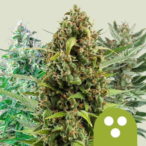 AUTOFLOWERING MIX - Royal Queen Seeds