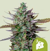 blue-cheese-automatic