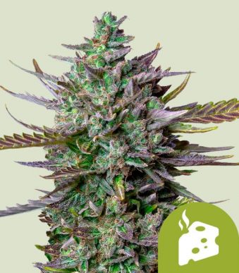 blue-cheese-automatic