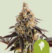 cookies-gelato-automatic