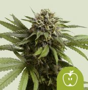 apple-fritter-automatic