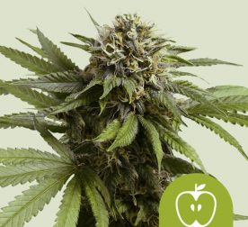 apple-fritter-automatic