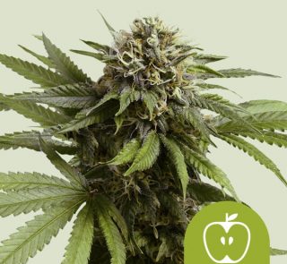 apple-fritter-automatic