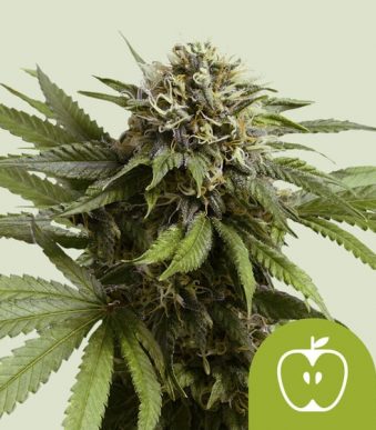 apple-fritter-automatic