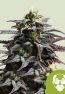granddaddy-purple-automatic
