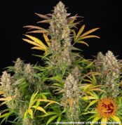 amnesia-haze-auto_1_748708