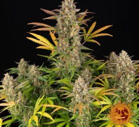 amnesia-haze-auto_1_748708