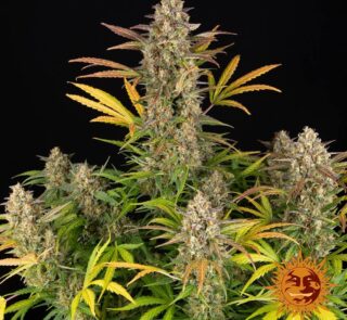 amnesia-haze-auto_1_748708