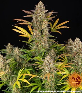 amnesia-haze-auto_1_748708