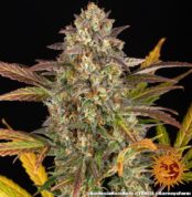 amnesia-haze-auto_2_748708