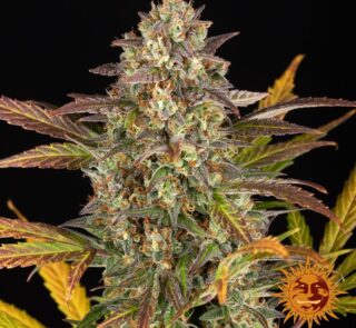 amnesia-haze-auto_2_748708