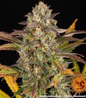 amnesia-haze-auto_2_748708
