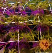 blue-cheese-auto_10_140919