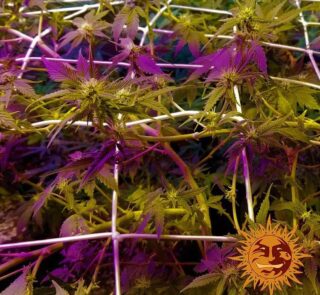 blue-cheese-auto_10_140919