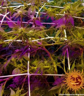 blue-cheese-auto_10_140919