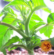 blue-cheese-auto_4_140918