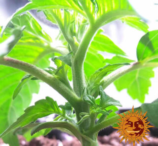 blue-cheese-auto_4_140918