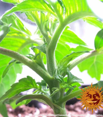 blue-cheese-auto_4_140918