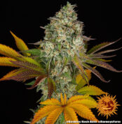 cookies-kush-auto_3_764882
