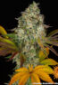 cookies-kush-auto_3_764882