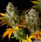 cookies-kush-auto_6_764883