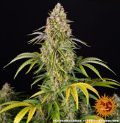 critical-kush-auto_1_142651