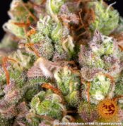 critical-kush-auto_3_142651