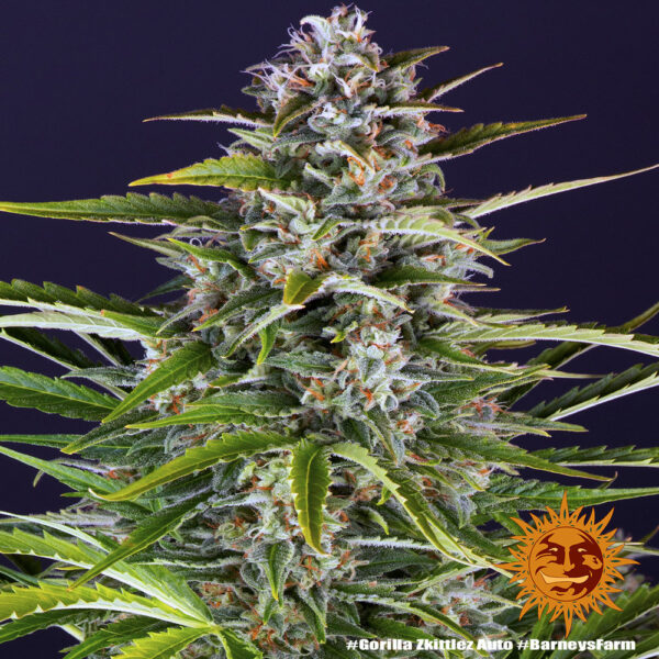 GORILLA ZKITTLEZ auto - Barney's Farm