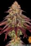 mimosa-x-orange-punch-auto_3_660793