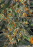 moby-dick-auto_4_288310
