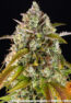 pineapple-express-auto_5_367532