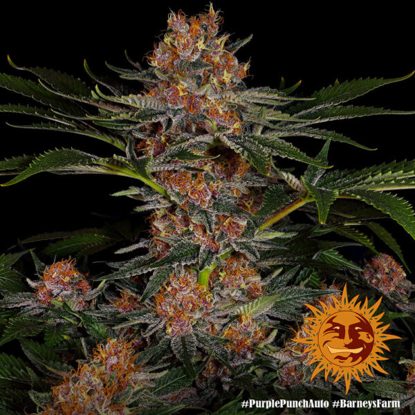 PURPLE PUNCH auto - Barney's Farm