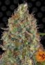 sweet-tooth-auto